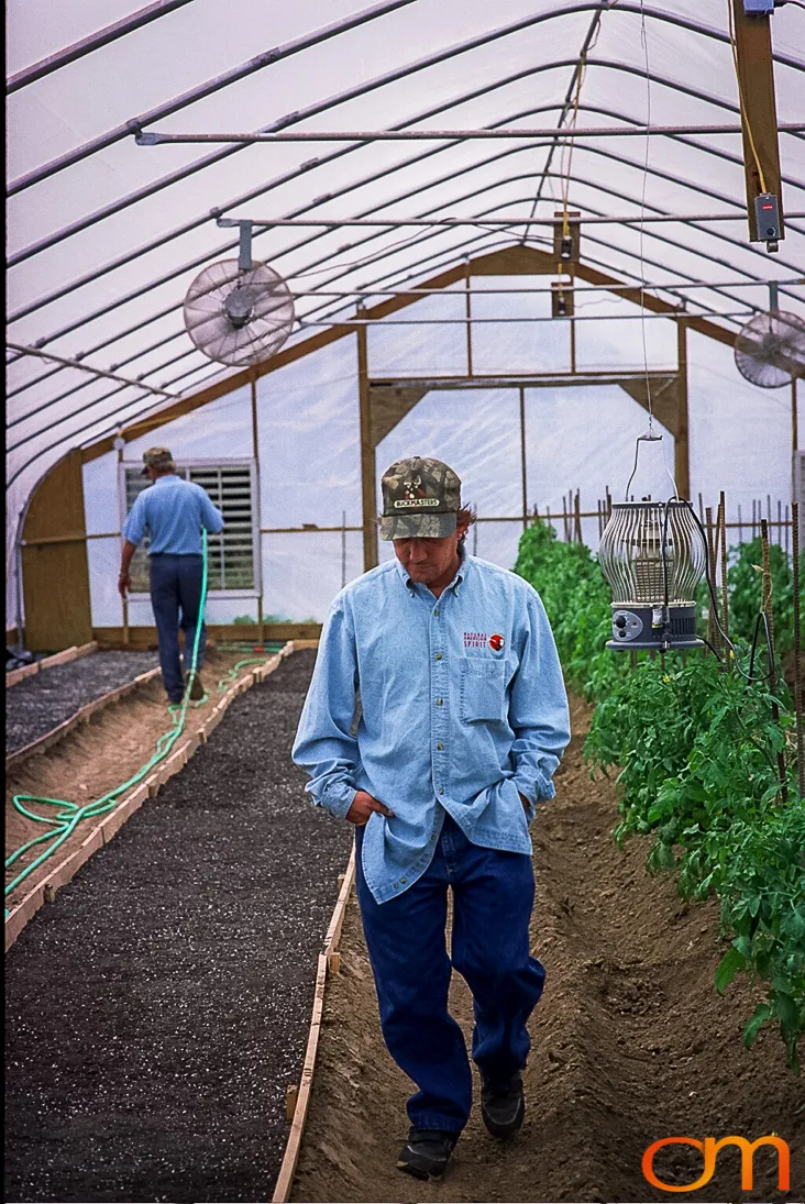 Perique Tobacco: Pressure Fermentation in Louisiana
