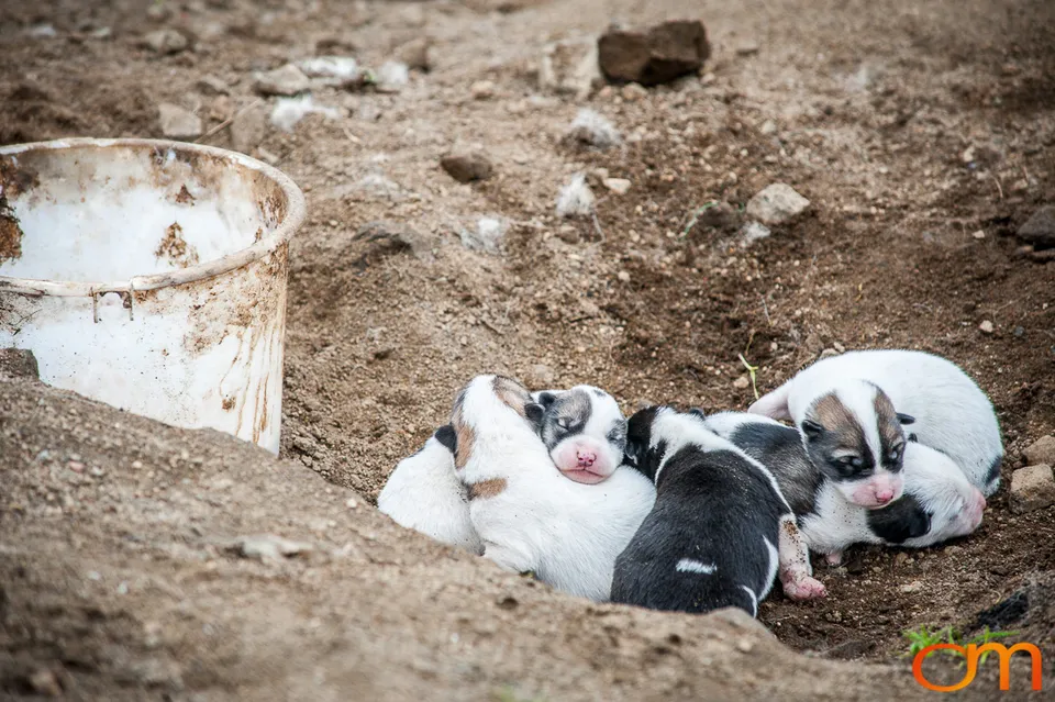 Qimmit: Greenland’s Working Sled Dogs