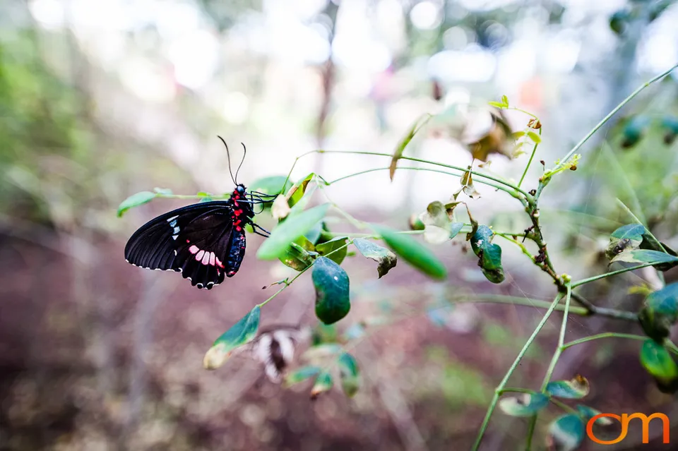 Butterflies and Moths at Butterfly Wonderland