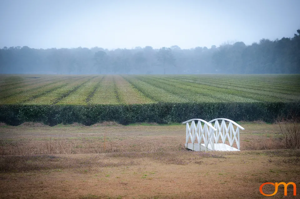 Charleston Tea Garden