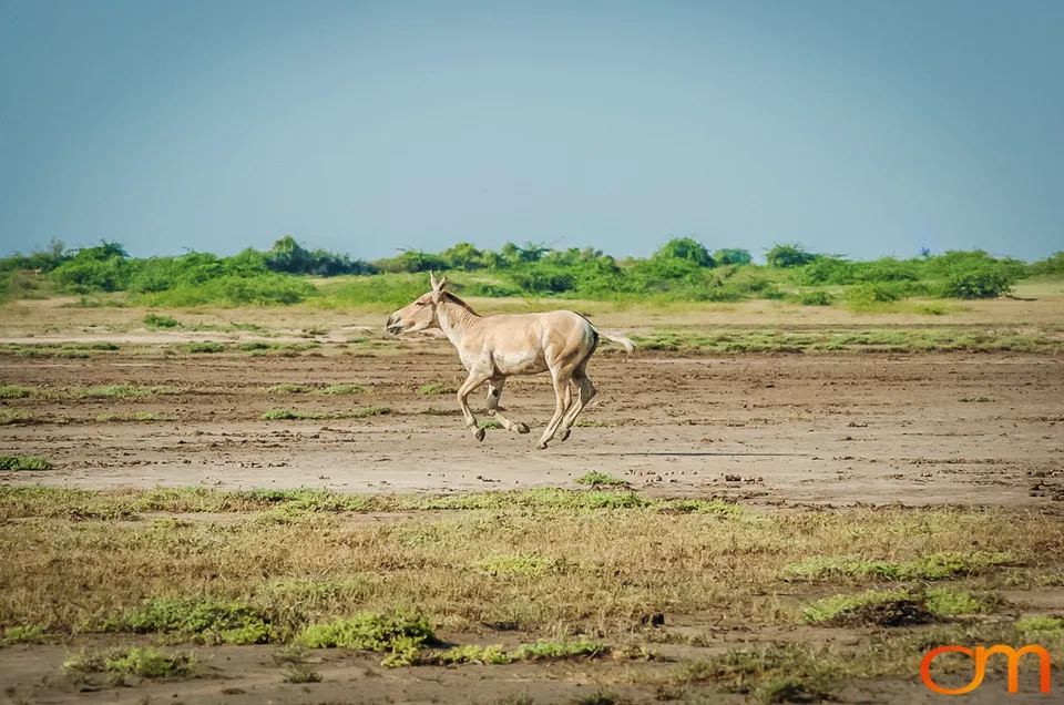 Indian Wild Ass of the Little Rann of Kutch