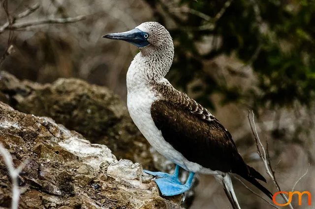 Blue-footed Booby