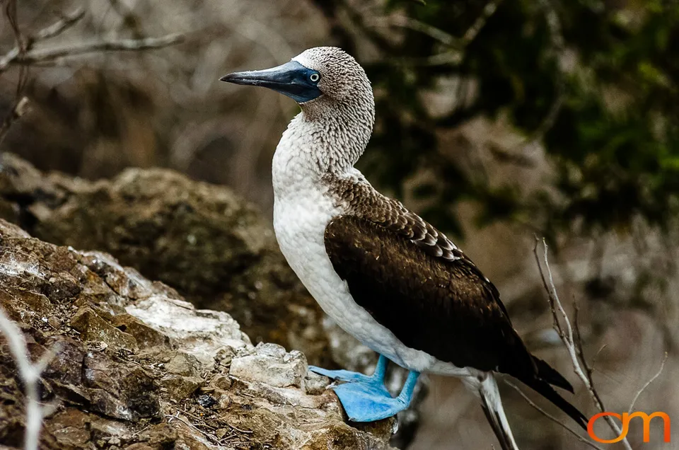 Blue-footed Booby