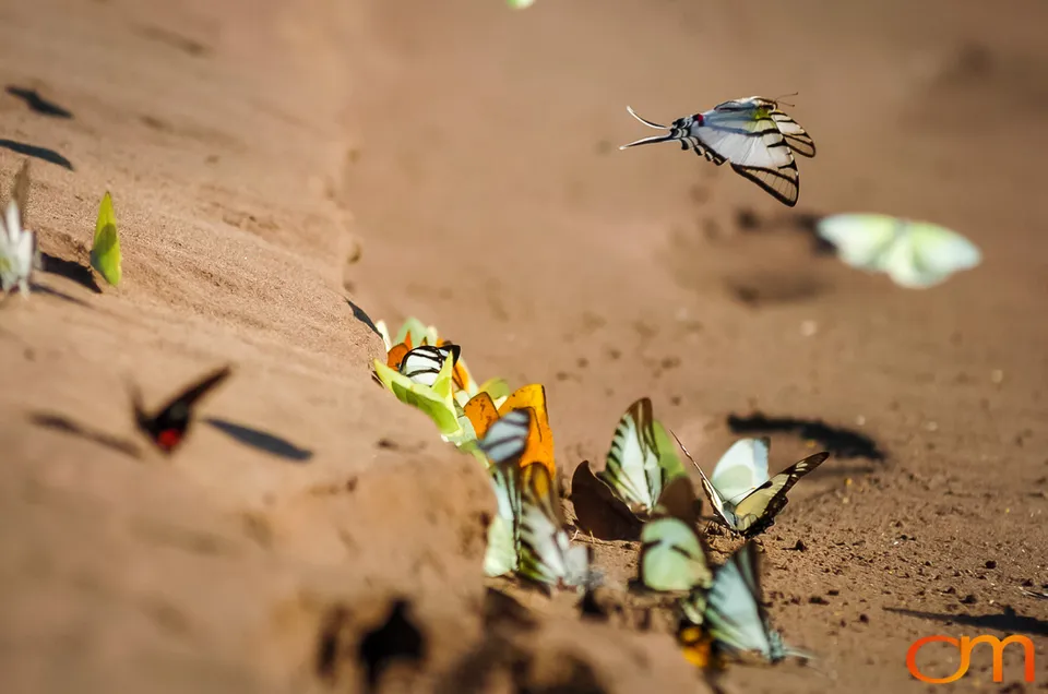 Butterfly Mud-Puddling in the Peruvian Amazon