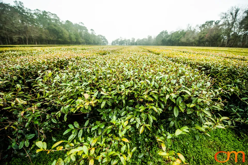 Charleston Tea Garden