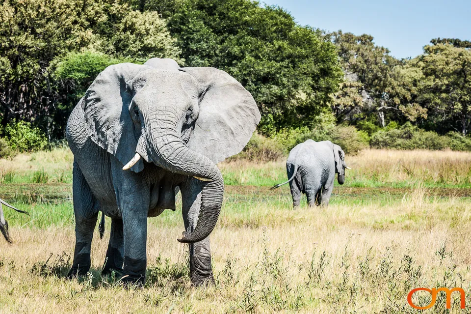 African Elephants: Okavango Delta
