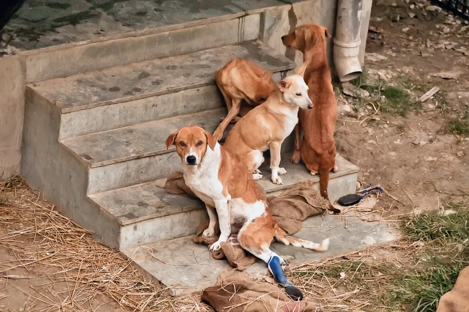 Kolkata Street Dogs: Community Care and the Indian Native Dog