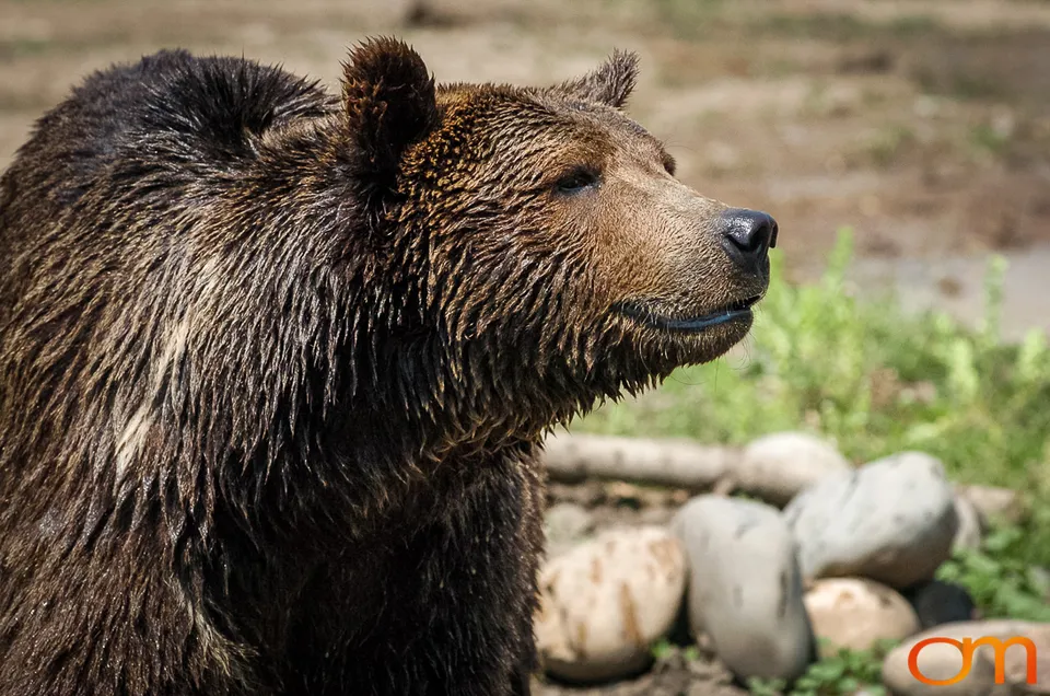 Brown Bears