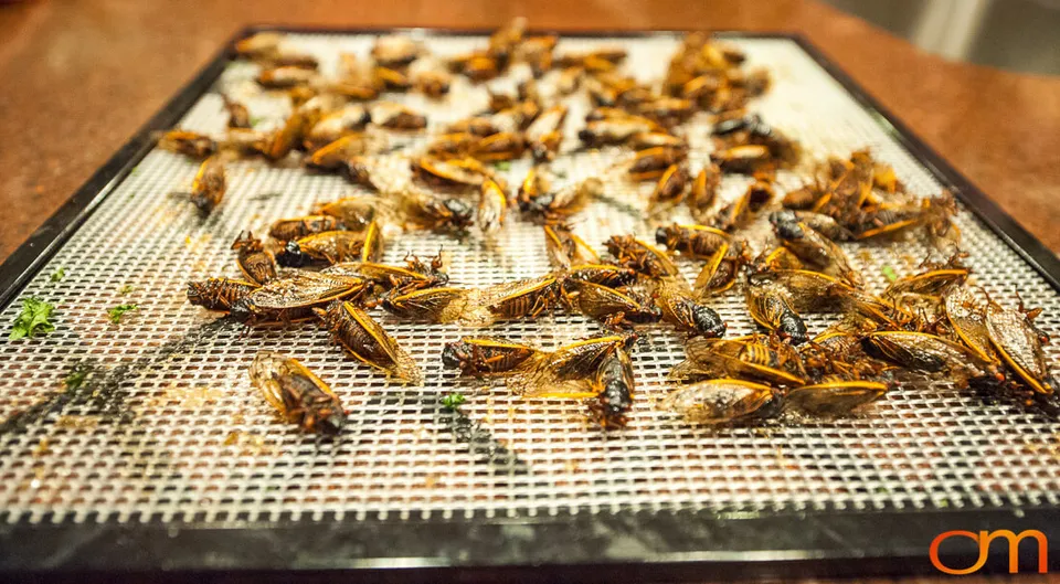 Bun Lai’s 2013 Periodical Cicada Dinner
