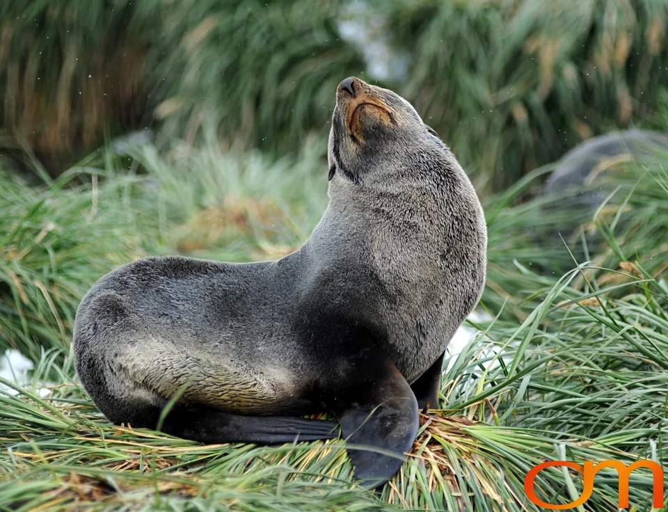 Antarctic Fur Seals