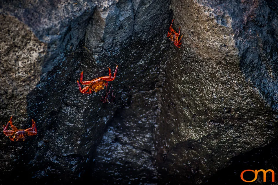 Sally Lightfoot Crabs of the Galápagos