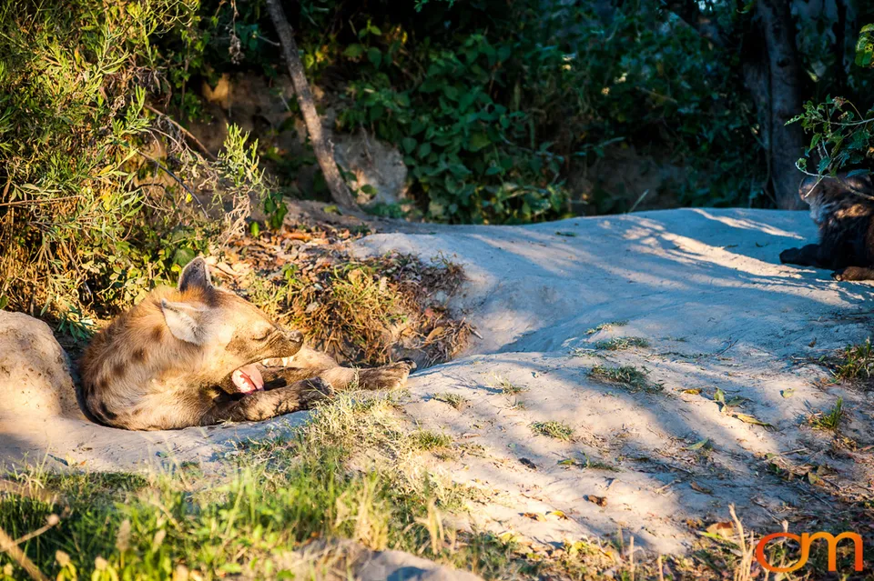 Hyenas: Okavango Delta