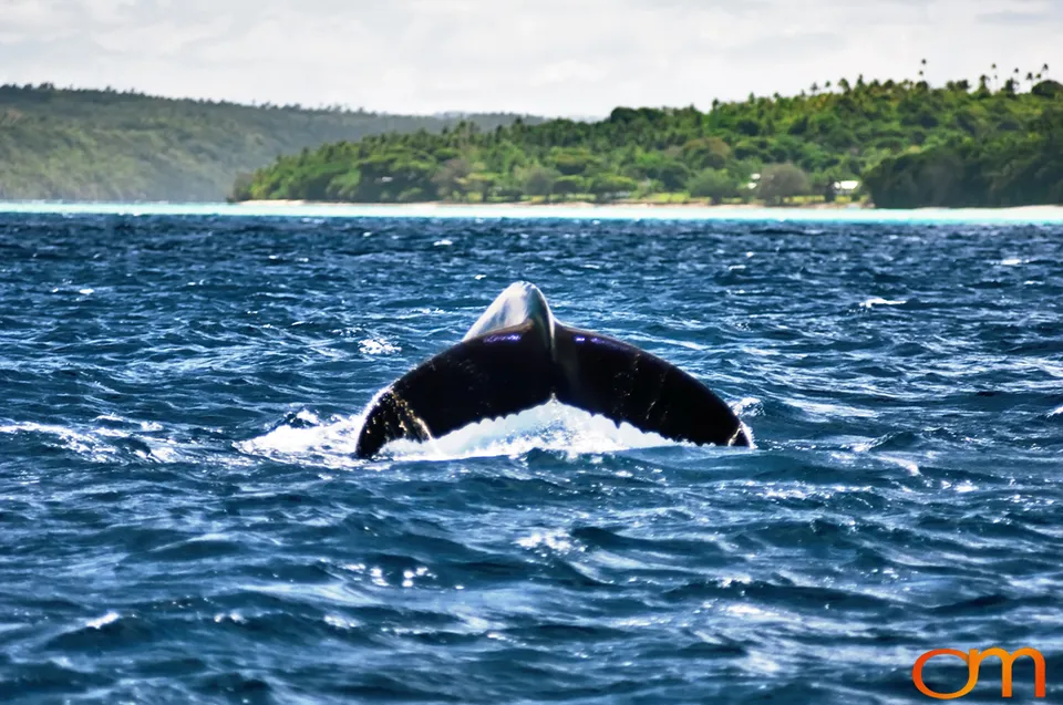 Humpback Whales of Tonga