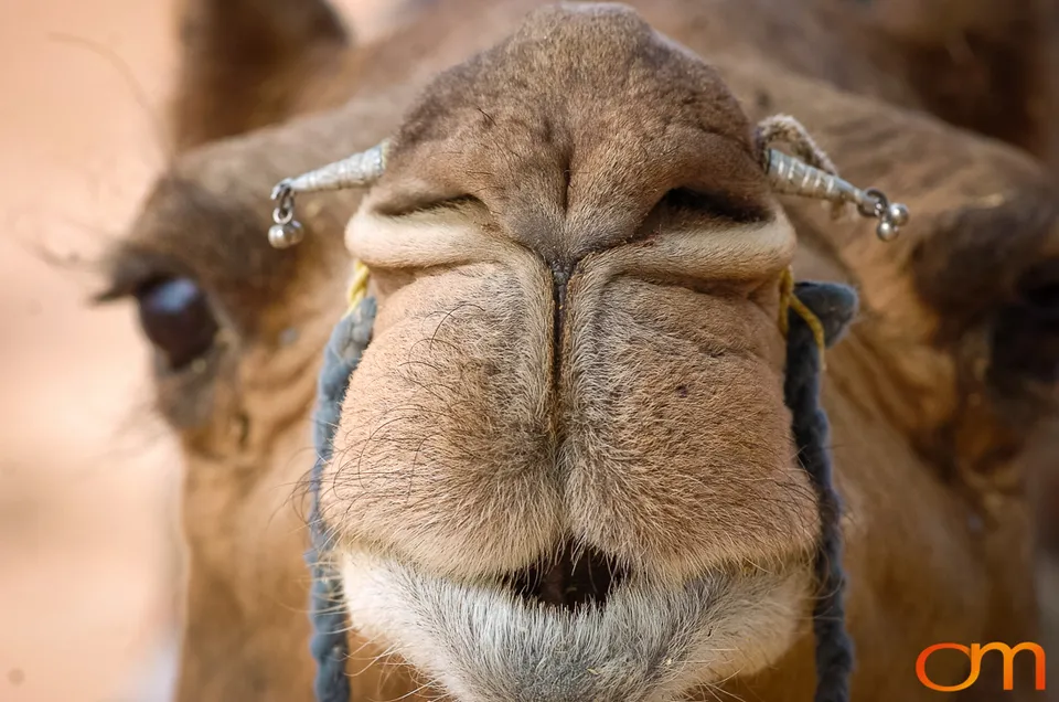 Rajasthan: Thar Desert