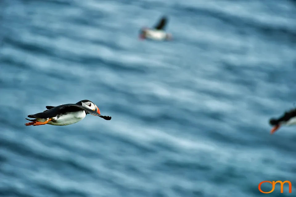 Atlantic Puffins at Látrabjarg