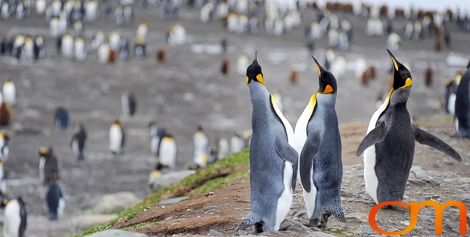 King Penguins