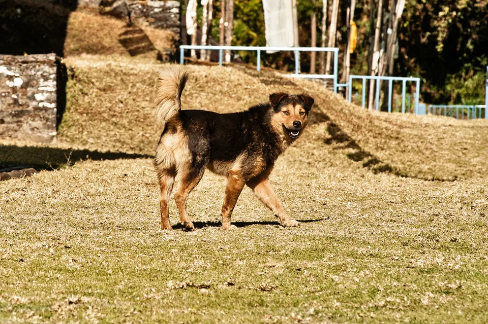 Kolkata Street Dogs: Community Care and the Indian Native Dog