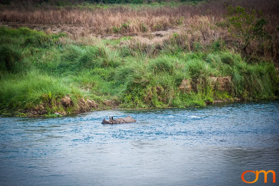 Wildlife in Chitwan National Park