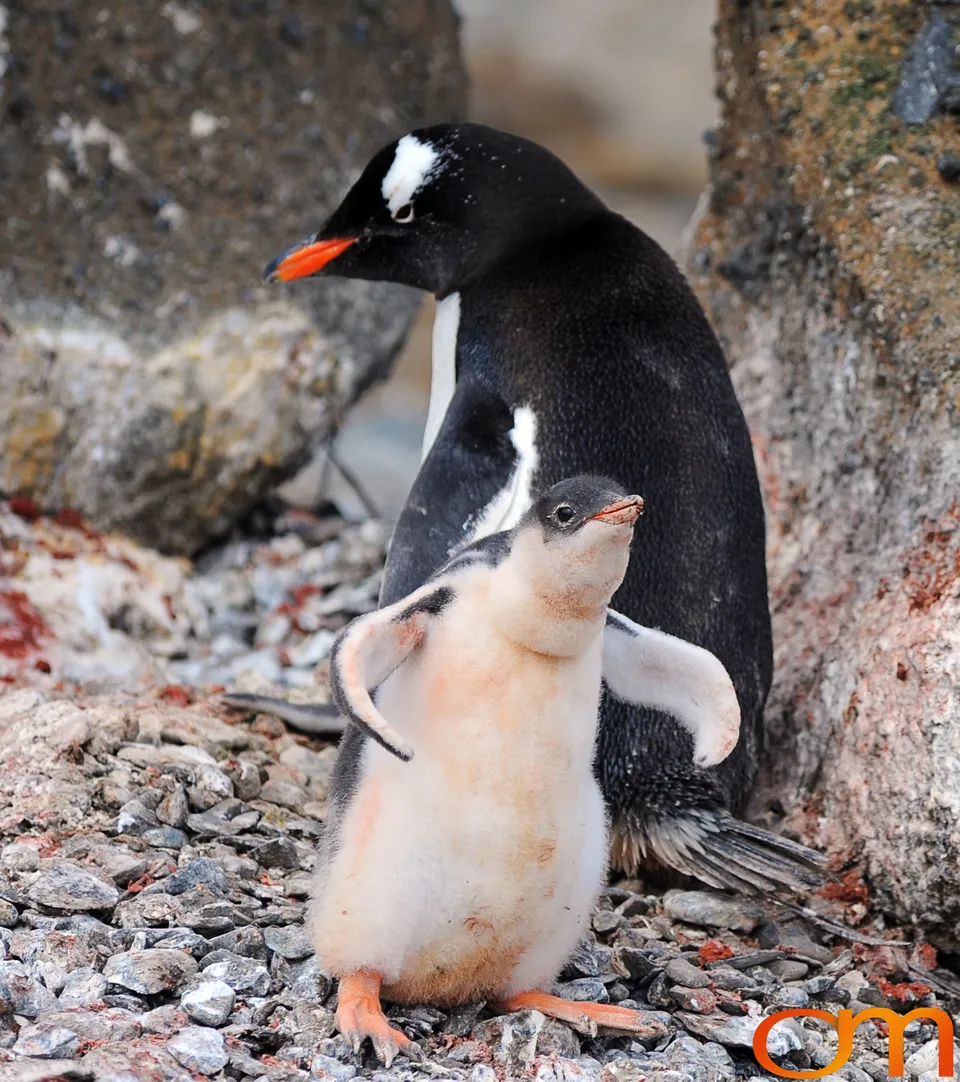 Gentoo Penguins
