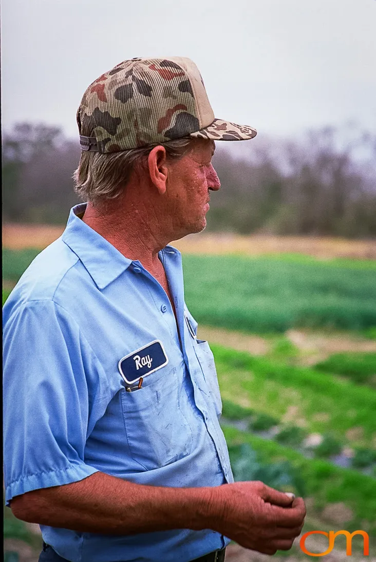 Perique Tobacco: Pressure Fermentation in Louisiana