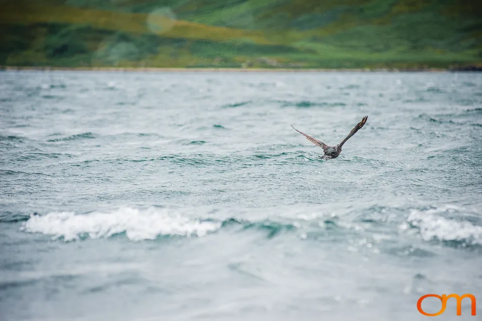 Great Islay Swim