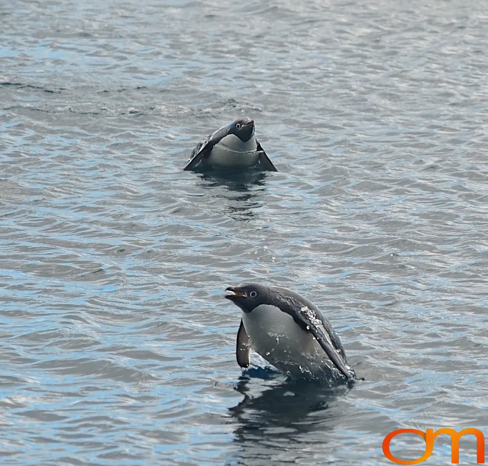 Adélie Penguins