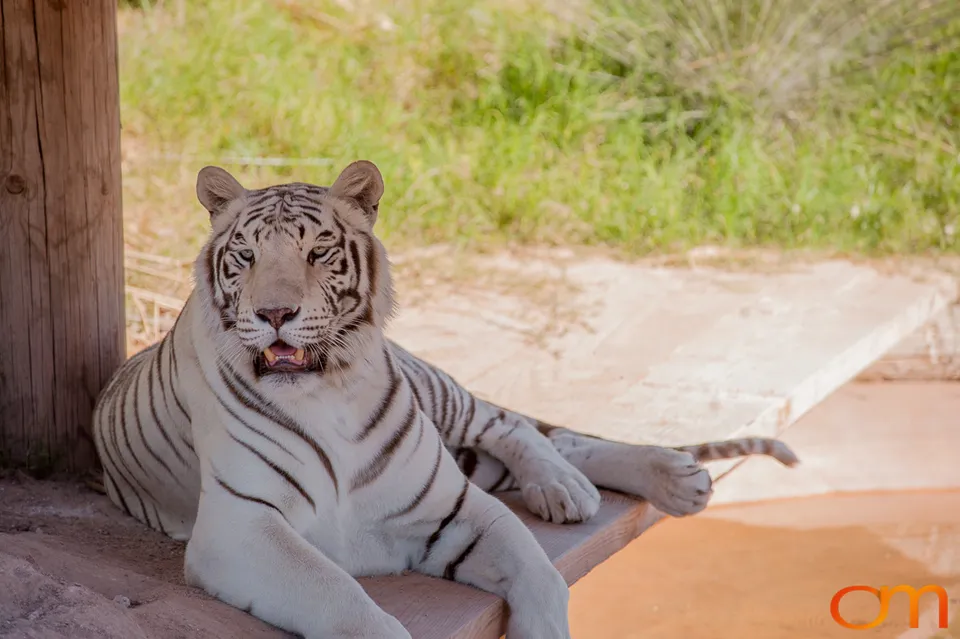 Out of Africa Wildlife Park & Sanctuary
