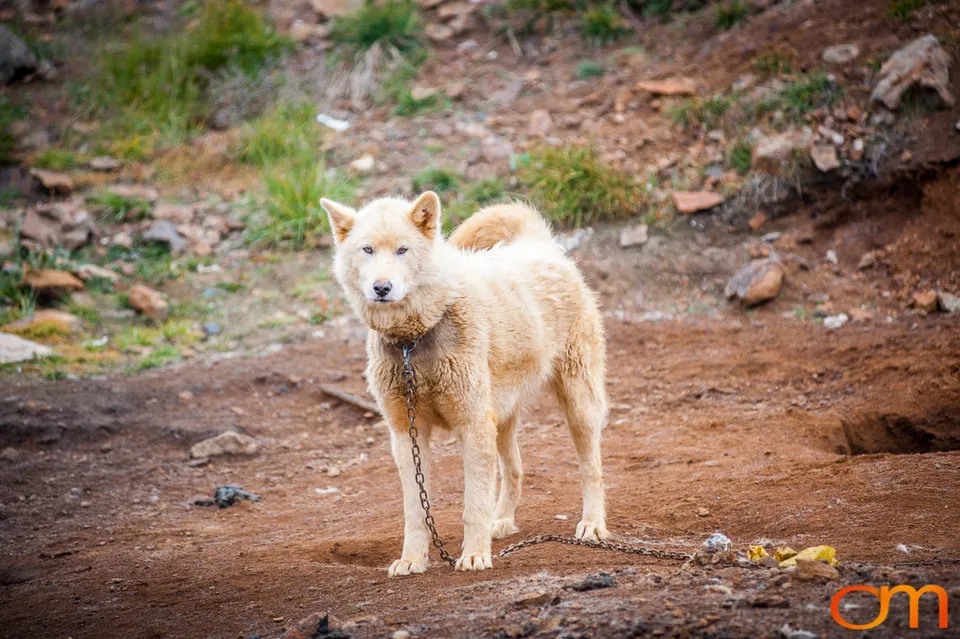 Qimmit: Greenland’s Working Sled Dogs
