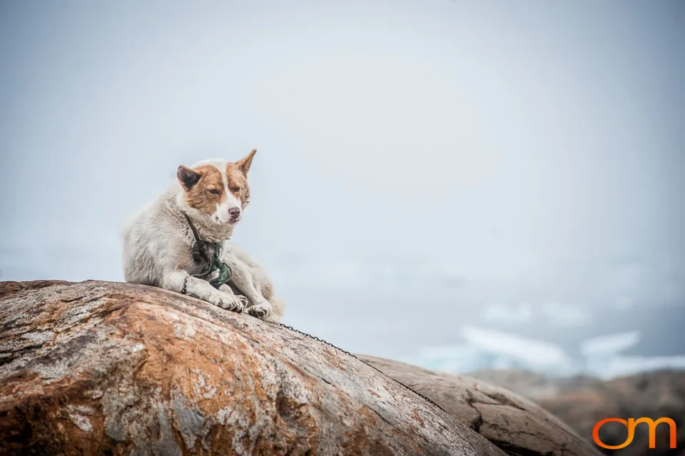 Qimmit: Greenland’s Working Sled Dogs