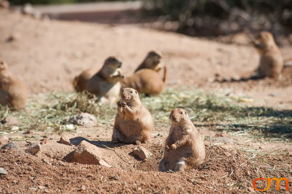 Out of Africa Wildlife Park & Sanctuary