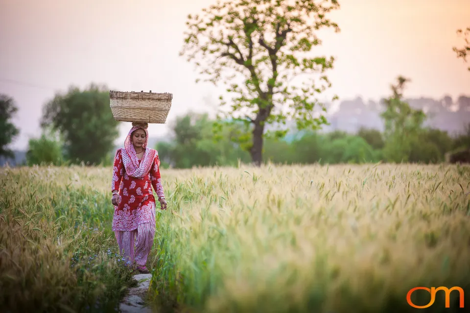 Dharamshala: Wheat Fields