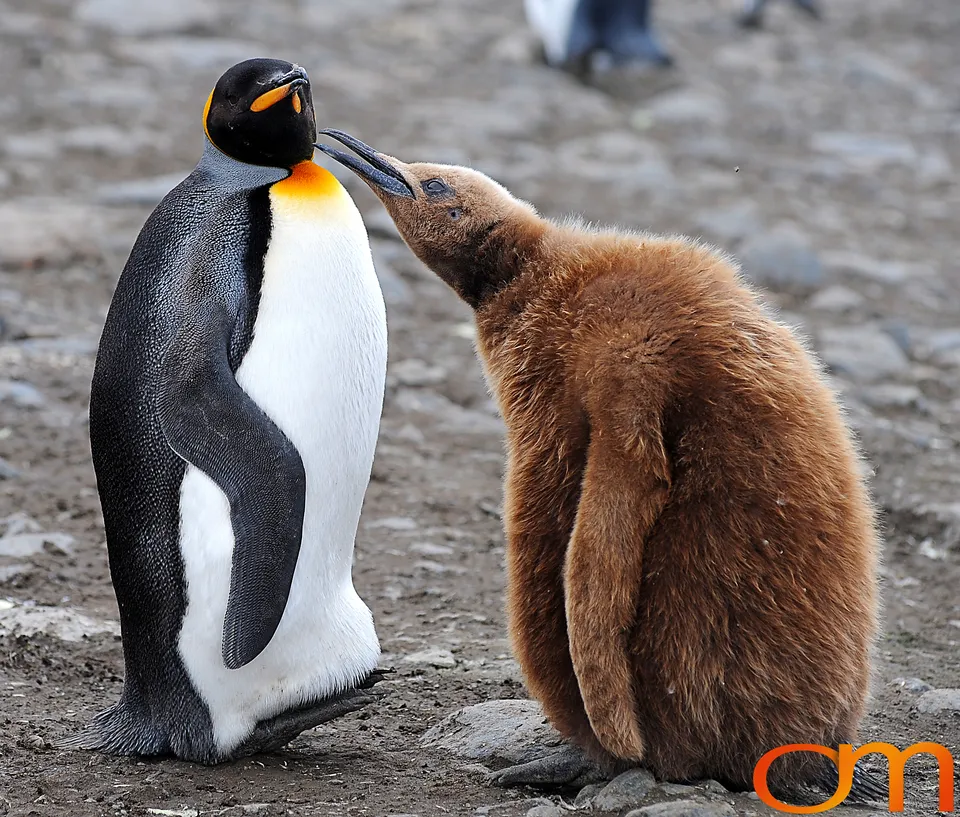 King Penguins