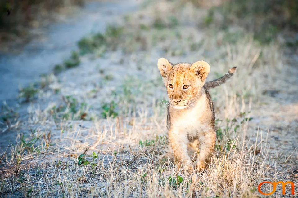 Leopards and Lions: Okavango Delta