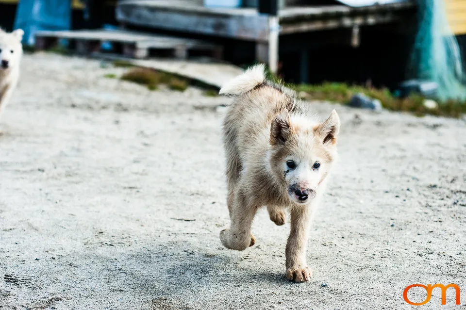 Qimmit: Greenland’s Working Sled Dogs