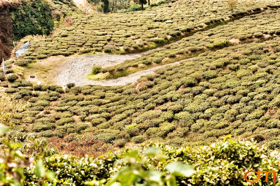 Darjeeling: Tea Landscapes and Himalayan Wildlife