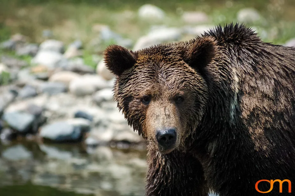 Brown Bears