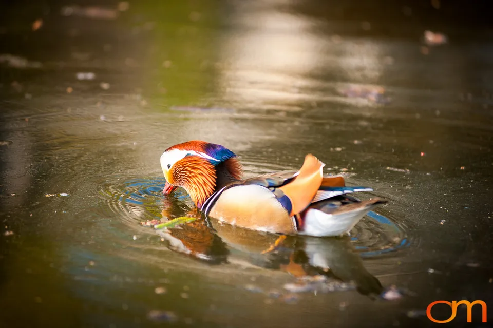 Mandarin Ducks in Sanssouci Park