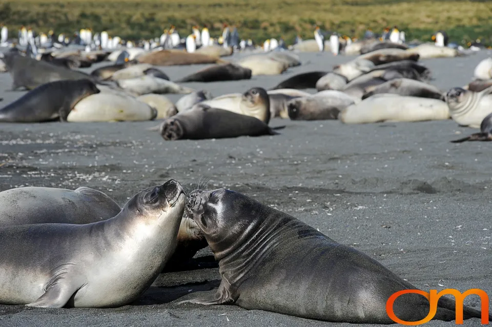 Southern Elephant Seals