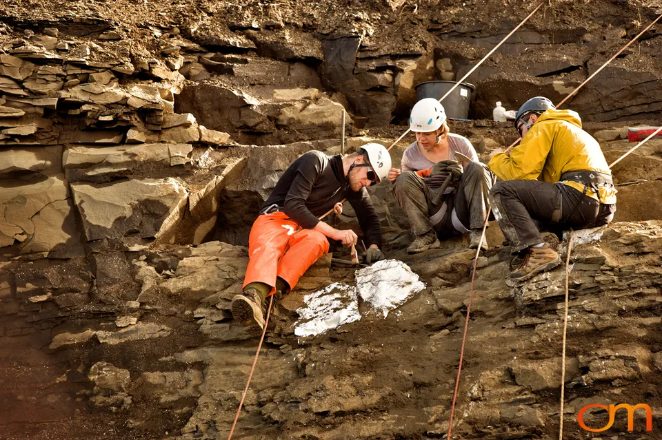 Pliocene Right Whale Fossil from Tjörnes, Iceland