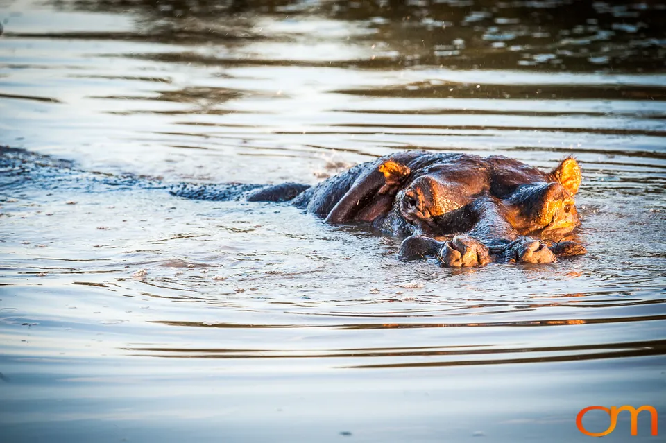 Sabi Sand Game Reserve