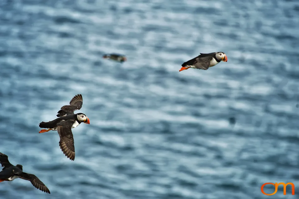 Atlantic Puffins at Látrabjarg