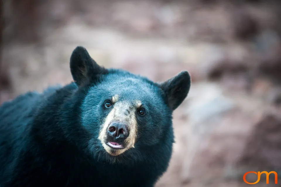 American Black Bears at Bearizona Wildlife Park