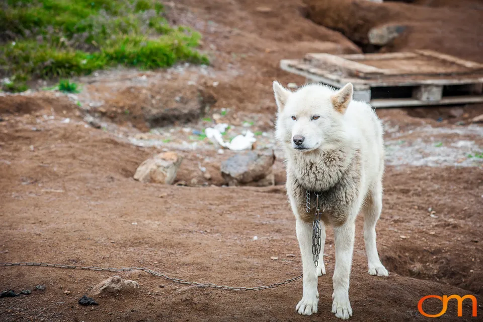 Qimmit: Greenland’s Working Sled Dogs