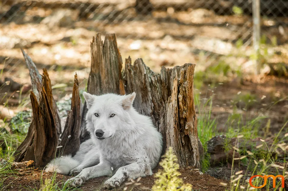 Gray Wolves