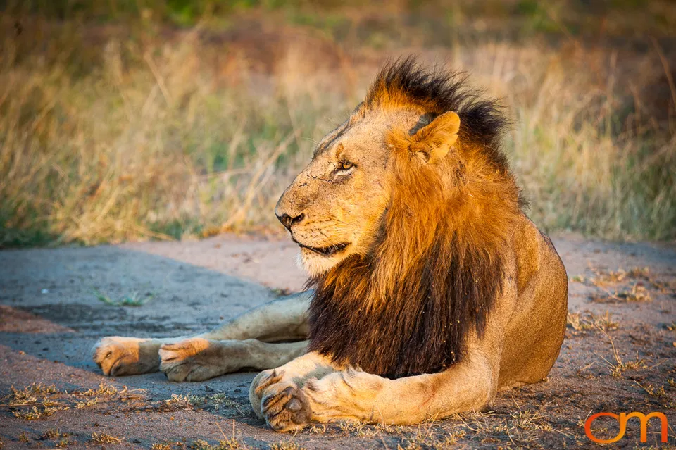 Sabi Sand Game Reserve
