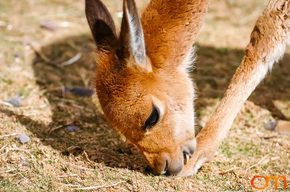 Peru’s Llamas, Alpacas, Guanacos and Vicuñas