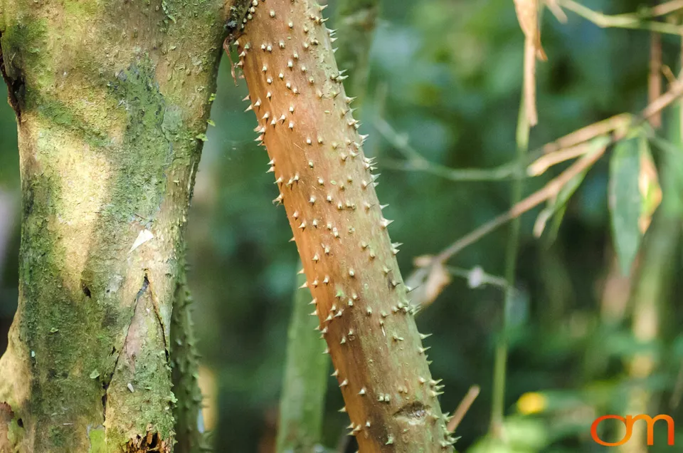 The Peruvian Amazon