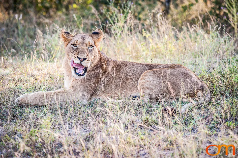 Sabi Sand Game Reserve