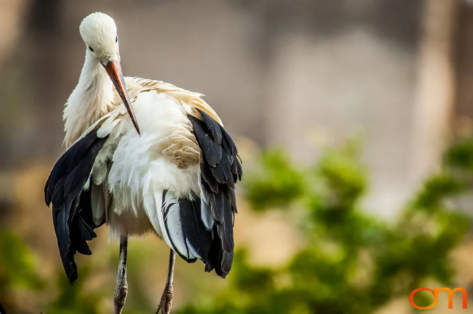 White Storks Nesting in Selçuk