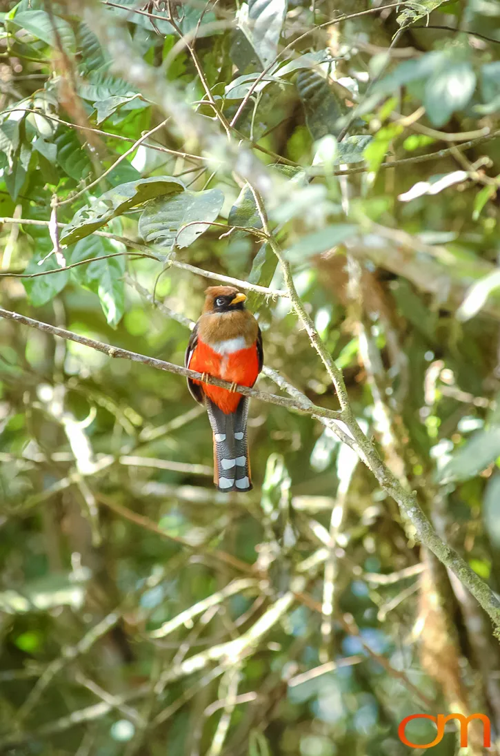 Masked Trogon